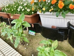 IMG_4971-photo-full_コピー