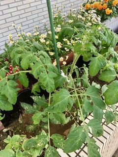 IMG_5142-photo-full_コピー